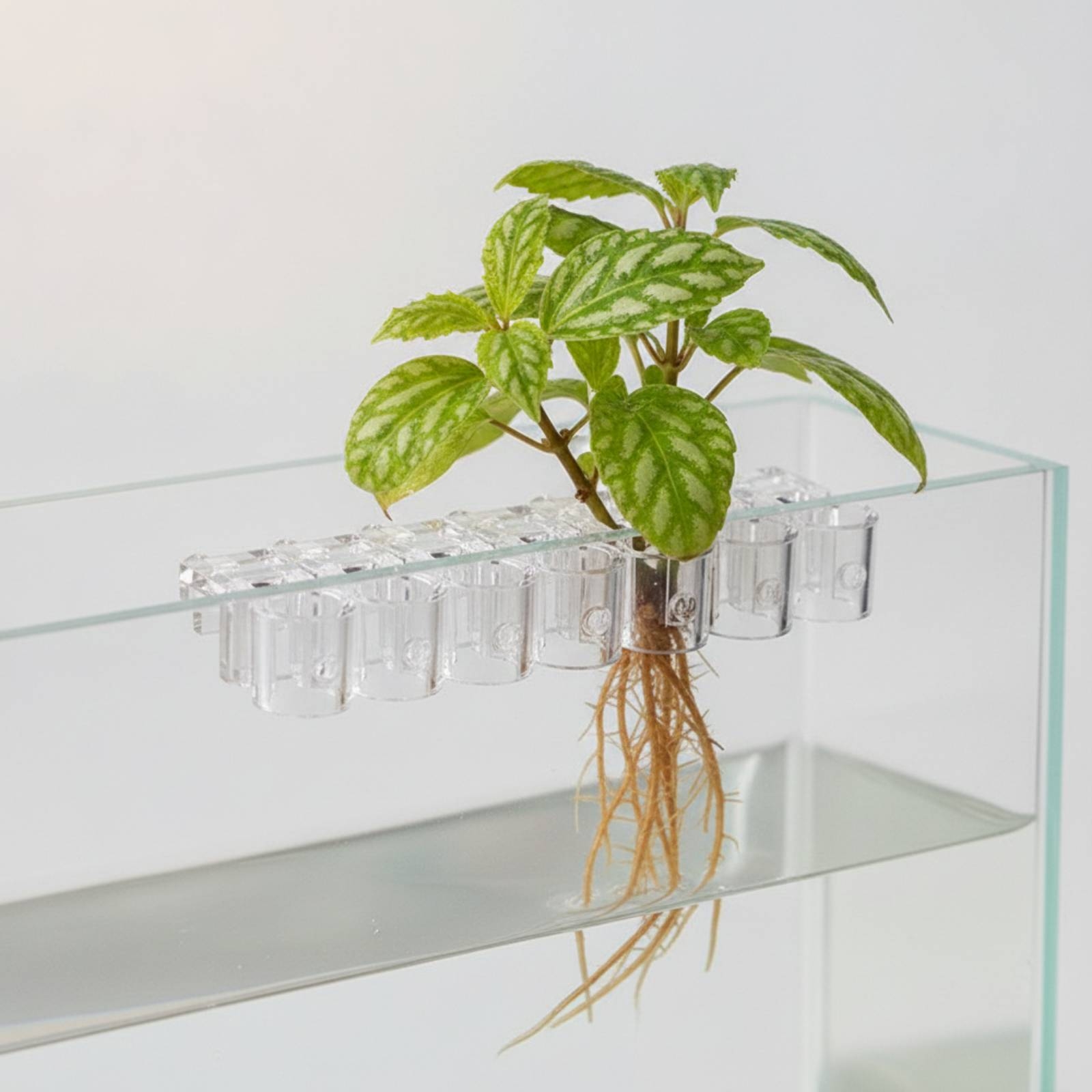 6개 수족관 플랜터 투명 수경 재배 지지 클립(나사 포 - Aquarium Planting 리뷰 및 가격