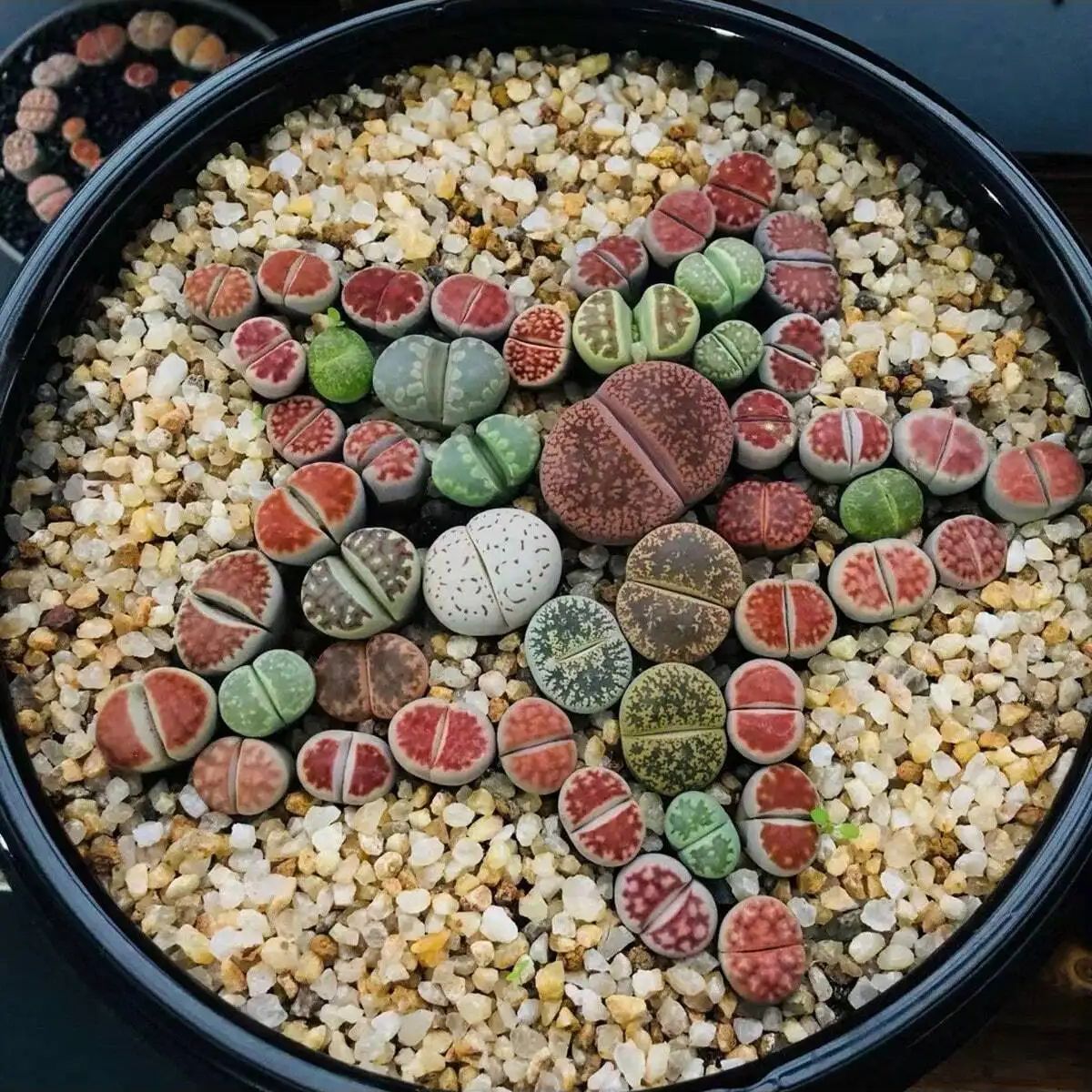 1pc-250g 천연 크리스탈 자갈 돌 마이크로 조경  - Aquarium Planted Soil 리뷰 및 가격