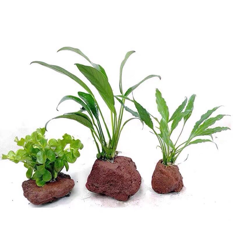 오픈 홀 바위 물고기 새우 대피소 도자기 화산 돌 이끼 - Planted Aquarium With Rocks 리뷰 및 가격