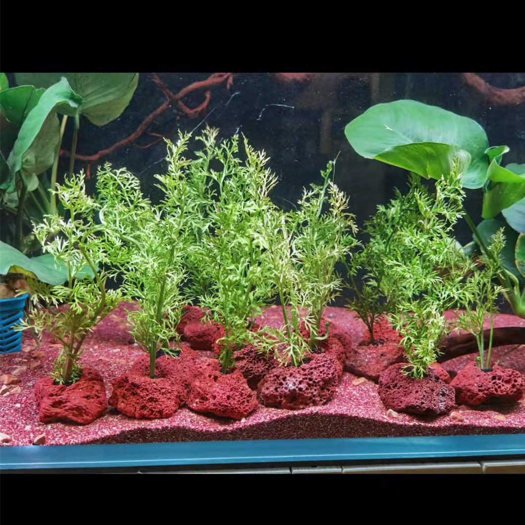 오픈 홀 바위 물고기 새우 대피소 도자기 화산 돌 이끼 - Planted Aquarium With Rocks 리뷰 및 가격