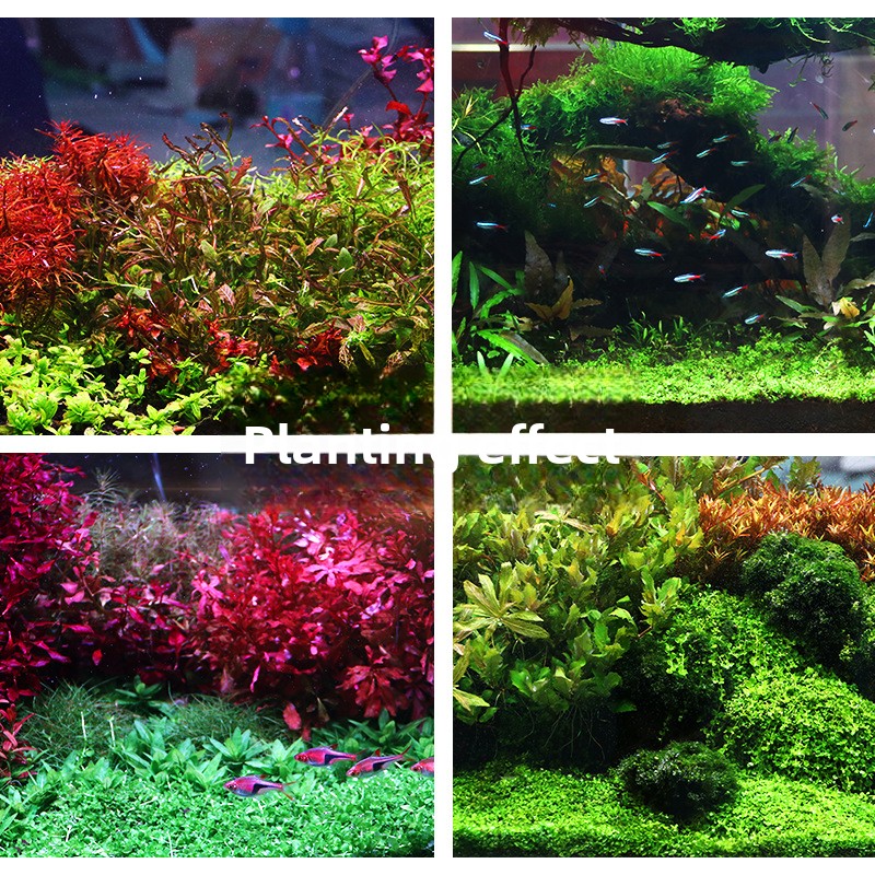 시스엔시아가 수초용 토양-영양소 풍부한 바닥 모래 (대 - Aquarium Planted Soil 리뷰 및 가격