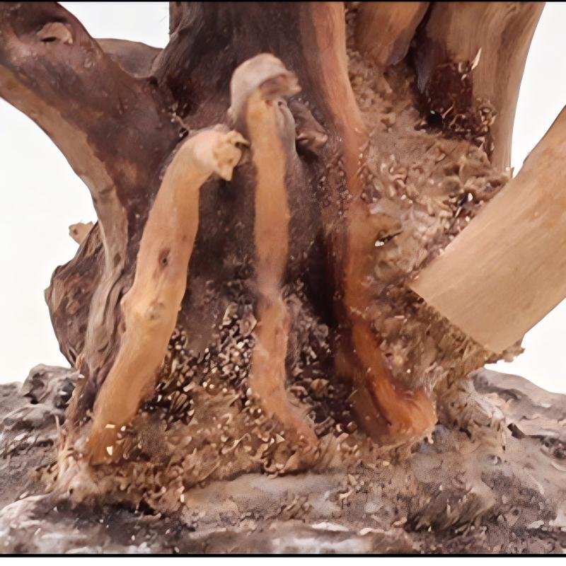 1PC 수족관 조경 나무 장식품 홈 물고기 탱크 소품에 - Aquarium Planted Soil 리뷰 및 가격